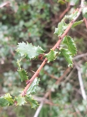 Quercus berberidifolia