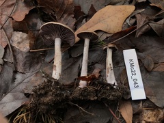 Pseudoomphalina cokeri