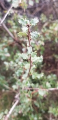 Quercus berberidifolia