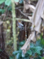 Gasteracantha diardi