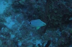 Hypoplectrus unicolor