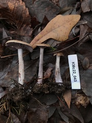 Pseudoomphalina cokeri