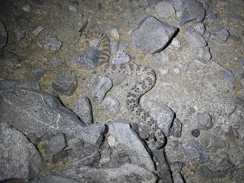 iNaturalist observation photo of Southwestern Speckled Rattlesnake