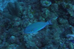 Sparisoma chrysopterum