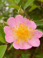 Rosa multiflora cathayensis