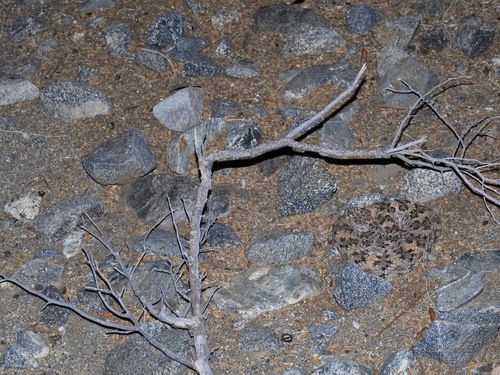 iNaturalist observation photo of Southwestern Speckled Rattlesnake