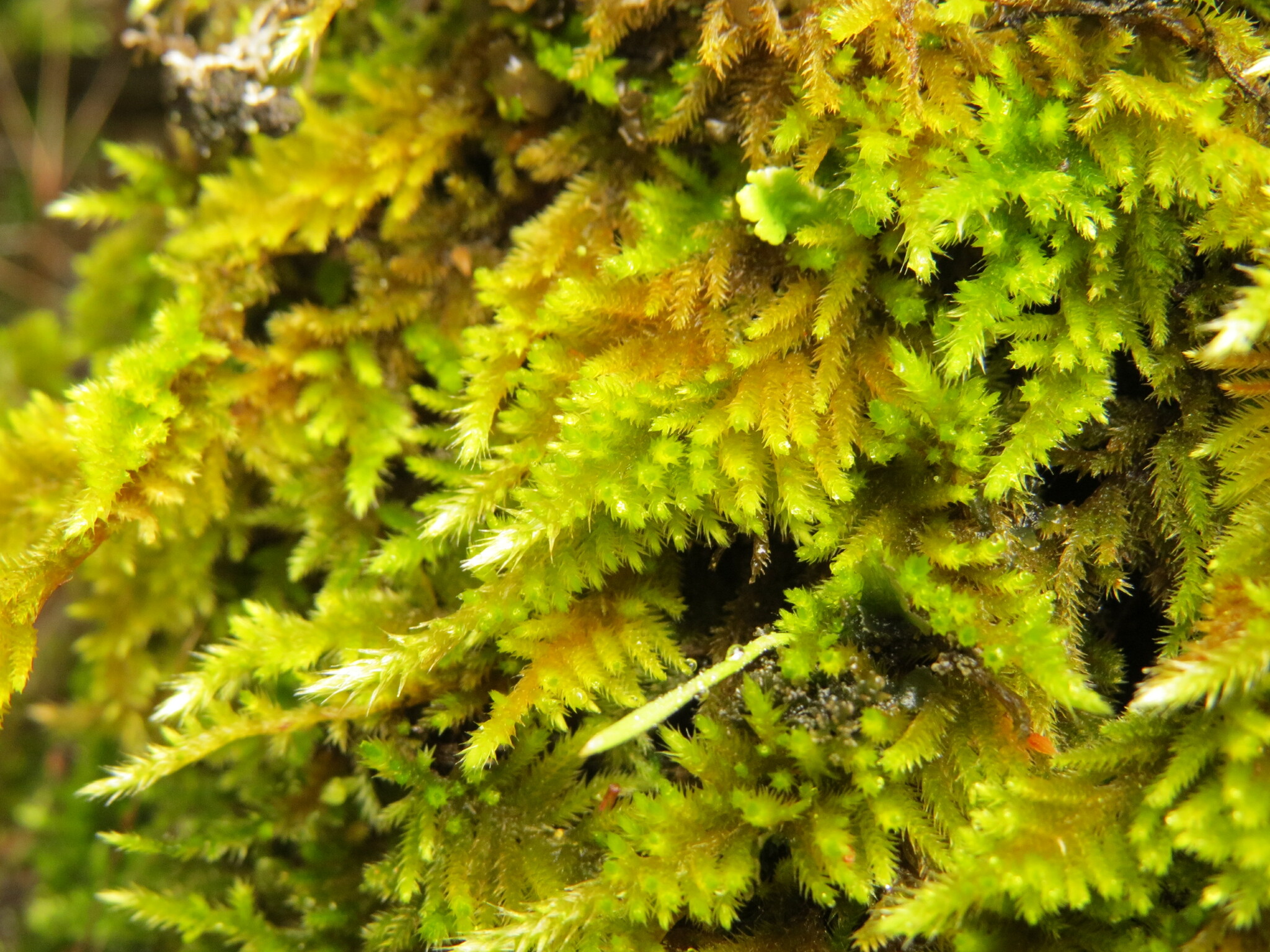 Homalothecium aureum