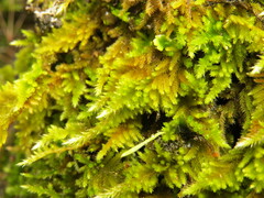 Homalothecium aureum