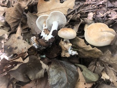 Leucopaxillus laterarius