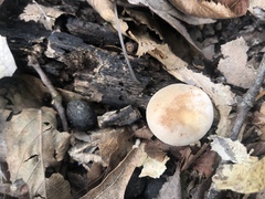 Leucopaxillus laterarius