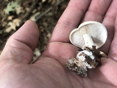Leucopaxillus laterarius