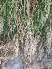 Arundo formosana