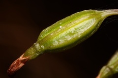 Triphora trianthophoros