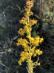 Solidago leavenworthii