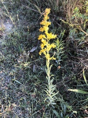 Solidago leavenworthii