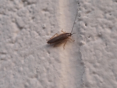 Blattella germanica