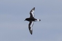 Thalassoica antarctica