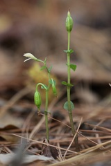 Triphora trianthophoros