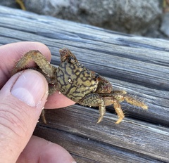 Geograpsus lividus