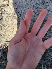 Austrostipa macalpinei