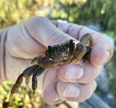 Geograpsus lividus