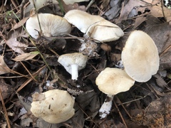 Leucopaxillus laterarius