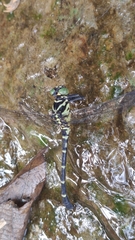 Burmagomphus vermicularis