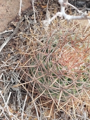 Ferocactus viridescens