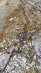 Burmagomphus vermicularis