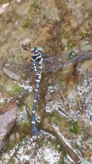 Burmagomphus vermicularis