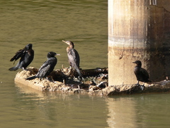 Nannopterum brasilianum