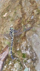 Burmagomphus vermicularis