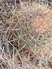 Ferocactus viridescens