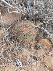 Ferocactus viridescens