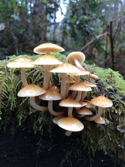 Hypholoma capnoides