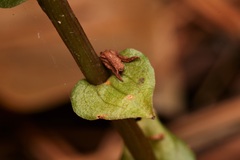 Triphora trianthophoros