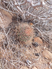 Ferocactus viridescens