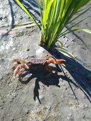 Decapoda