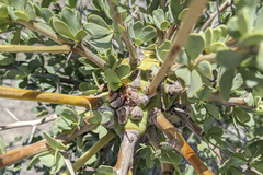 Fouquieria columnaris