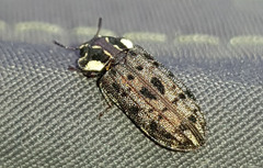 Leperina decorata