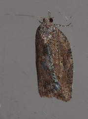 Epiphyas postvittana