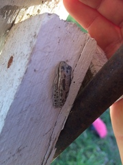 Boana pulchella