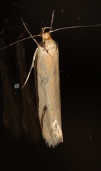 Philobota protecta
