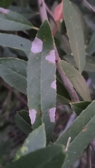 Phytophthora ramorum