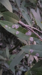 Phytophthora ramorum