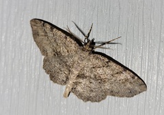 Melanolophia