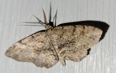 Melanolophia