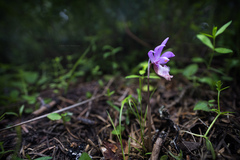 Calypso bulbosa occidentalis
