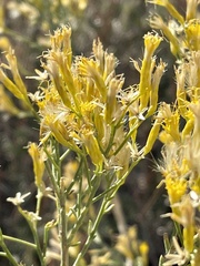 Ericameria paniculata