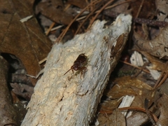 Nomada